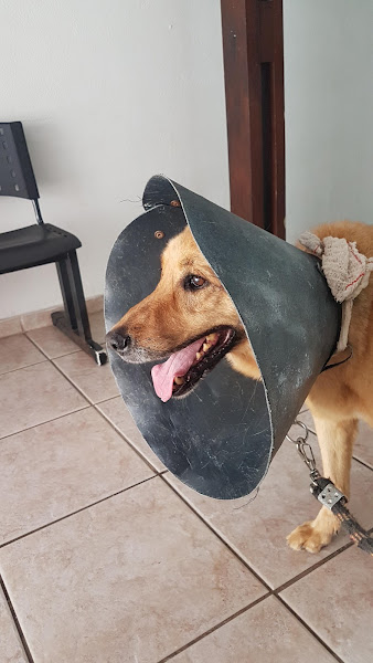 Foto 3 Clínica Veterinária Terra dos Bichos