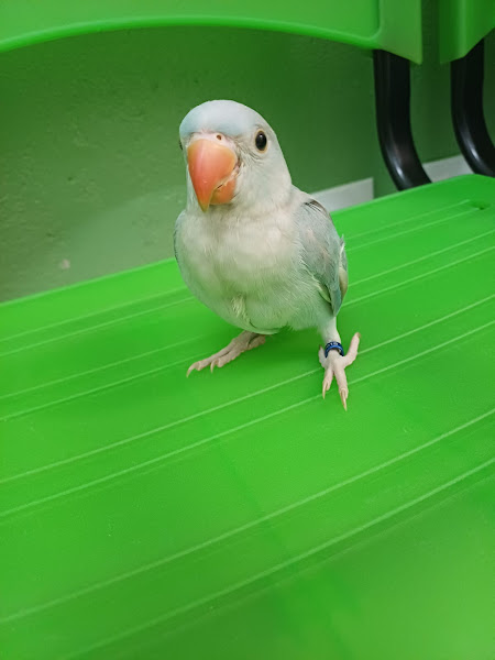 Foto 1 Especial Pet Clínica Veterinária