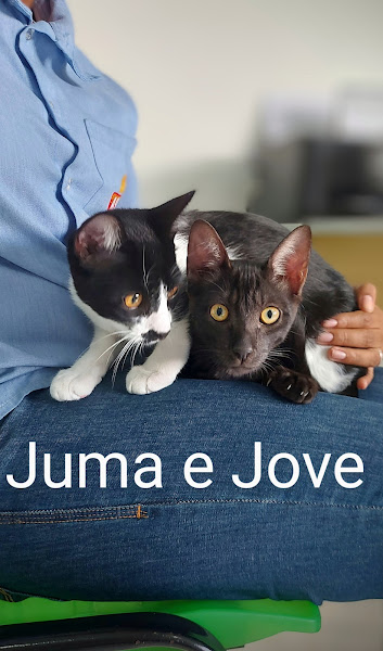 Foto 2 Especial Pet Clínica Veterinária