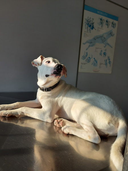 Foto 3 Especial Pet Clínica Veterinária