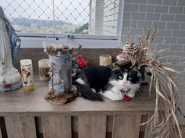 Foto 4 Especial Pet Clínica Veterinária