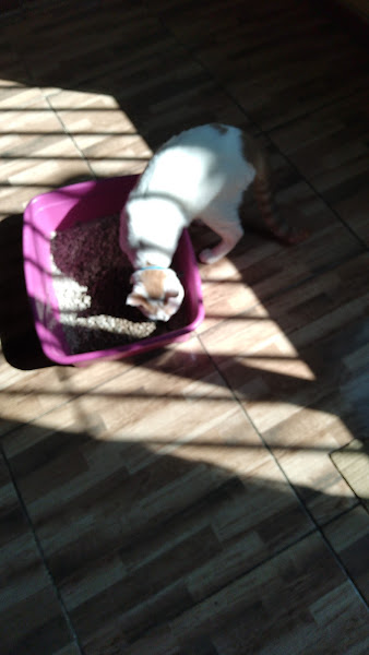 Foto 1 Clínica Veterinária Figueiredo Foto 1 Clínica Veterinária Figueiredo