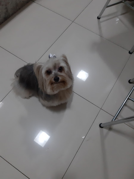 Foto 2 Clínica Veterinária Vet Dor'o