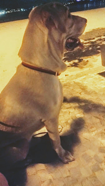 Foto 4 Clínica Veterinária Vet Dor'o