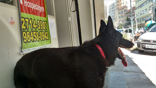 Foto 1 Veterinaria Tostes Dr MAURÍCIO