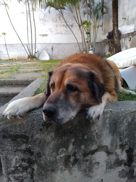 Foto 2 Veterinaria Tostes Dr MAURÍCIO