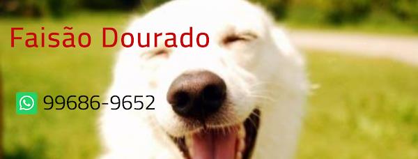 Faisão Dourado ltda