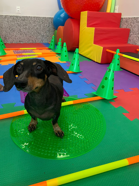 Foto 1 Clínica Veterinária Consulveter (Eldorado)