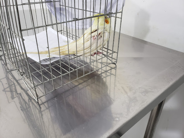 Foto 2 Clínica Veterinária Consulveter (Eldorado)