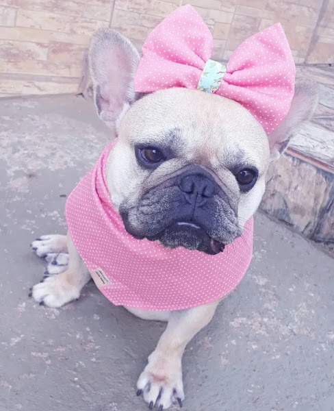 Foto 3 Clínica Veterinária Consulveter (Eldorado)