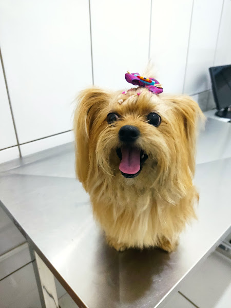 Amor de Bichos Clinica Veterinária 24 horas - Betim