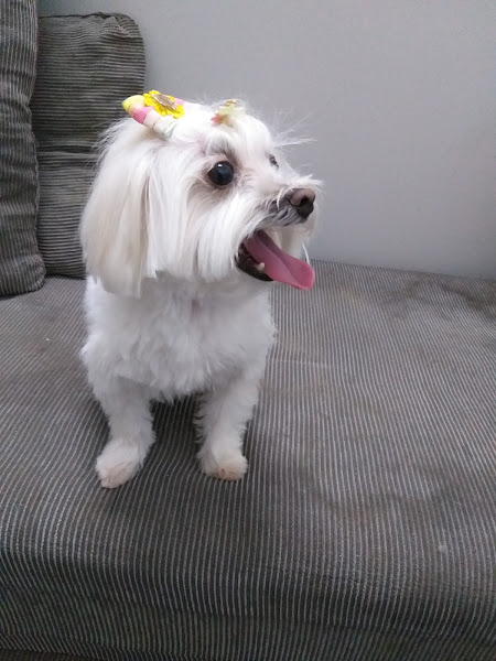 Foto 2 Amor de Bichos Clinica Veterinária 24 horas - Betim