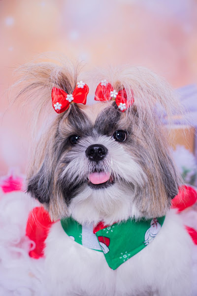 Foto 3 Amor de Bichos Clinica Veterinária 24 horas - Betim