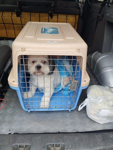 Foto 2 Taxi Pet Curitiba - Transporte de Cães