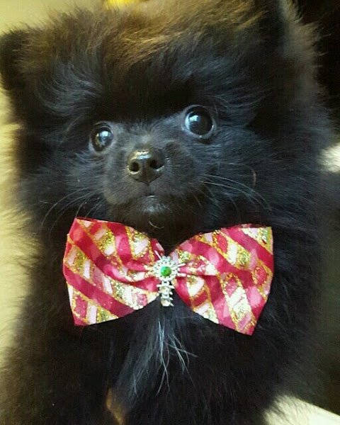 Foto 1 Espaço Pet shop