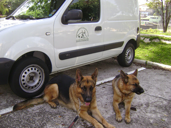 Canil Billber´s Pet Serviços