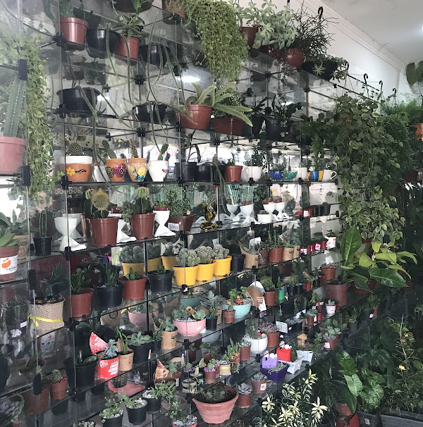 Foto 1 Floricultura Sporped Flora