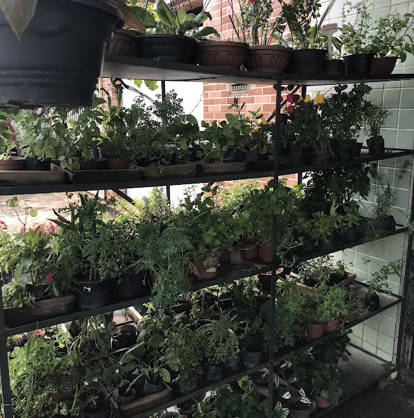 Foto 2 Floricultura Sporped Flora