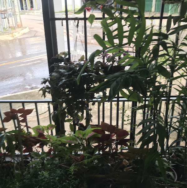 Foto 3 Floricultura Sporped Flora Foto 3 Floricultura Sporped Flora