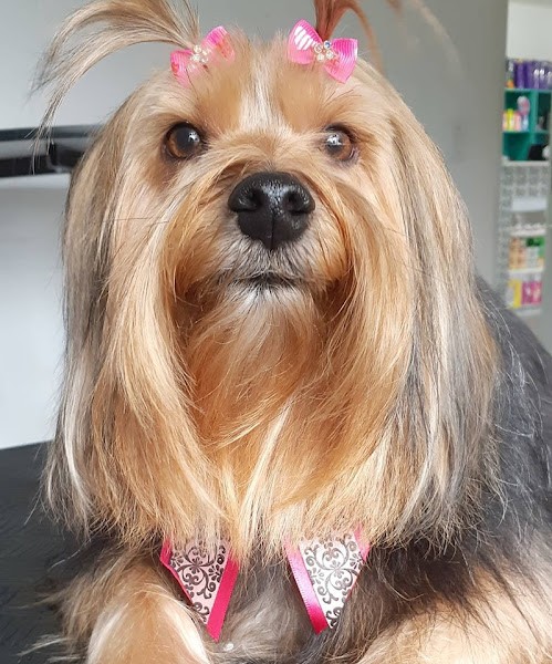 Foto 2 Animal Zen Pet Boutique e Estética Animal