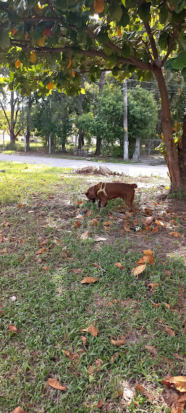 Foto 4 New Temper Vidros Temperados