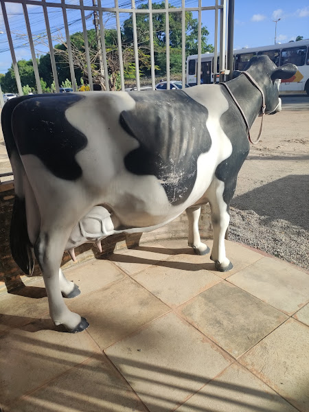 Foto 6 Lojão Da Ração