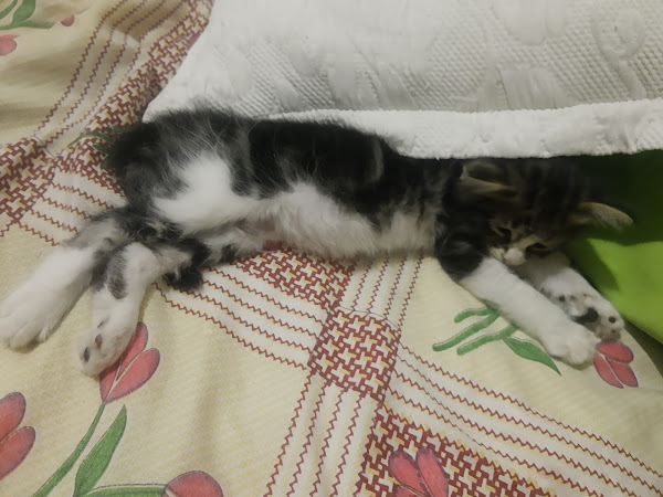 Foto 2 Mercado Animal São João Batista Foto 2 Mercado Animal São João Batista