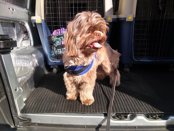 Hermes Dogwalker Personal Dog