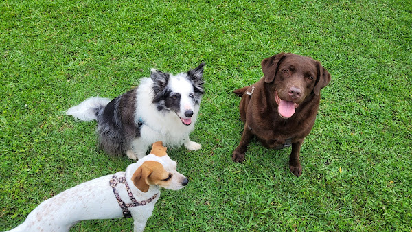 Foto 3 Hermes Dogwalker Personal Dog