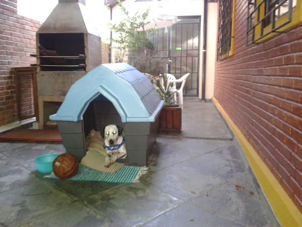 Foto 5 Hermes Dogwalker Personal Dog