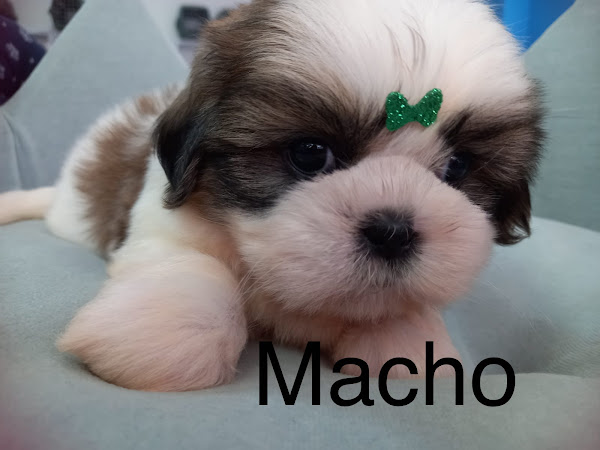 Foto 2 Tio Carlos Petshop