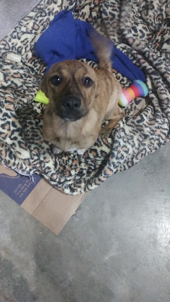 Foto 3 Clínica Veterinária LA Vet | Afonso Pena