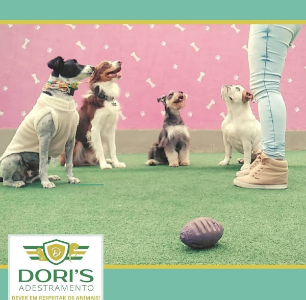 Foto 3 Dori`s Adestramento