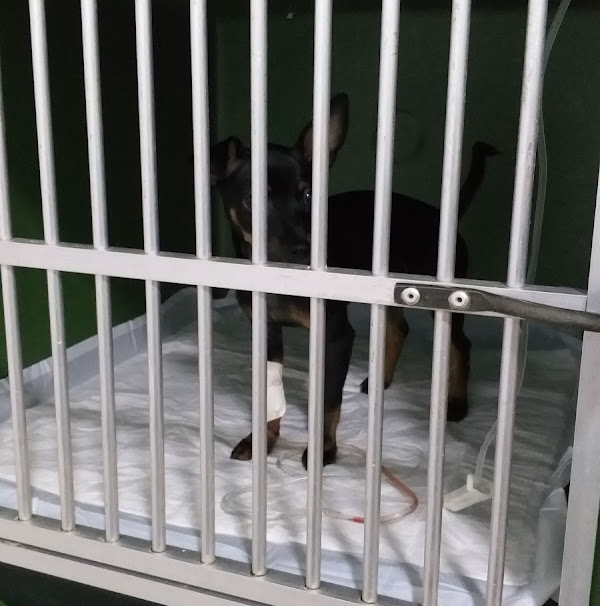 Foto 1 Max Vet Hospital Veterinario 24 horas Suzano