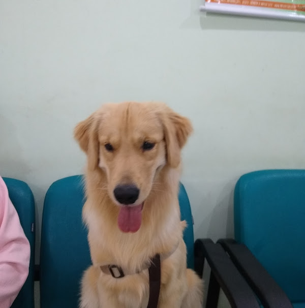 Foto 2 Max Vet Hospital Veterinario 24 horas Suzano