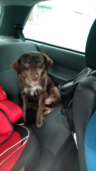 Vet & Pet Clínica Veterinária