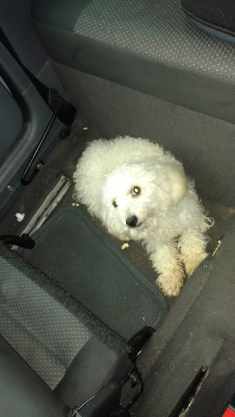 Foto 1 Vet & Pet Clínica Veterinária