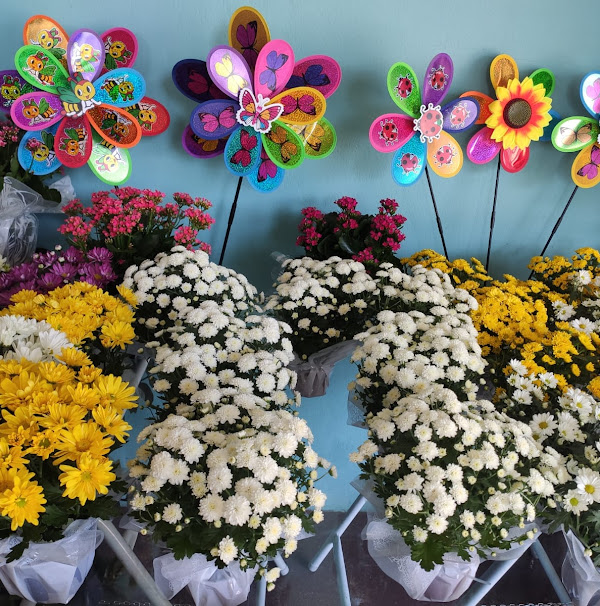 Foto 3 Floricultura Solange Flores Foto 3 Floricultura Solange Flores