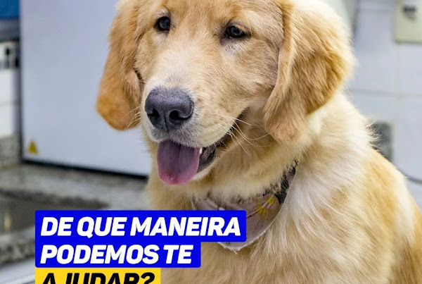 Veterinário 24 horas ÁfricaVet Suzano
