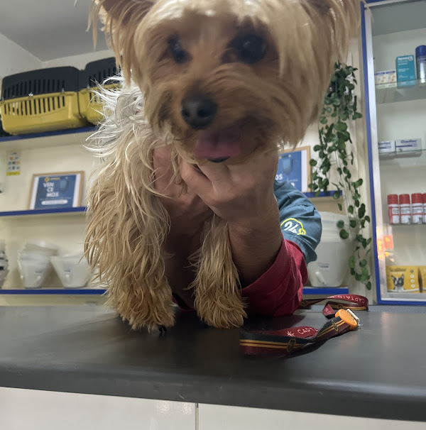 Foto 1 Veterinário 24 horas ÁfricaVet Suzano Foto 1 Veterinário 24 horas ÁfricaVet Suzano