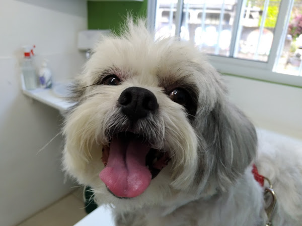 Foto 1 Clínica Veterinária Petrópolis