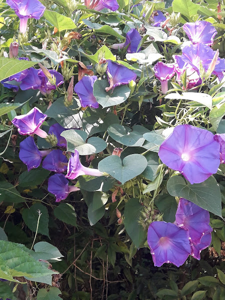 Foto 2 Clínica Veterinária Petrópolis Foto 2 Clínica Veterinária Petrópolis