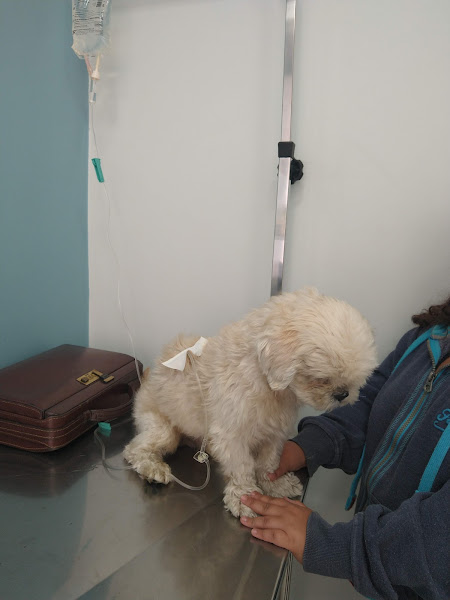 Foto 2 Hospital Veterinário Polivet