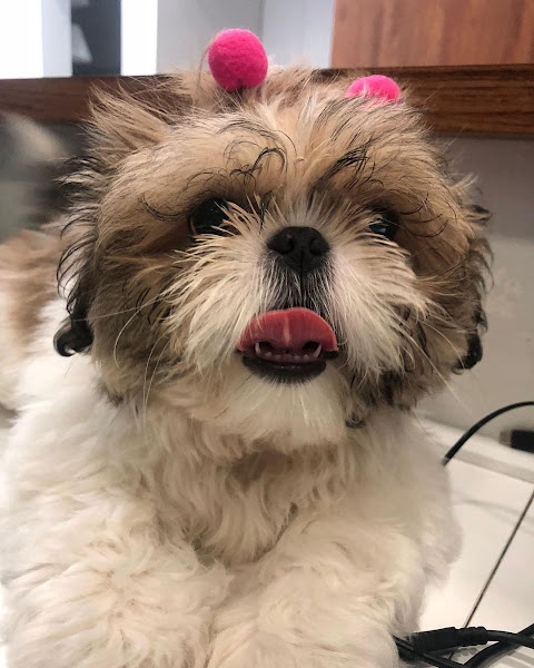 Foto 3 Hospital Veterinário Polivet