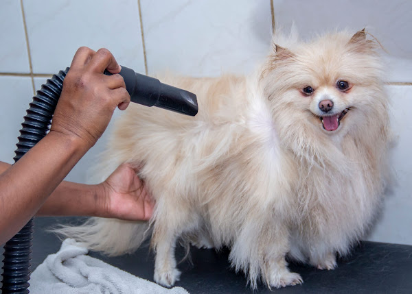 Foto 2 Centro Veterinário Arca de Noé 24 horas