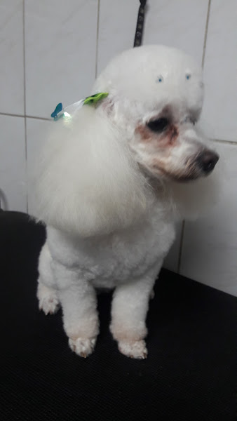 Foto 3 Centro Veterinário Arca de Noé 24 horas