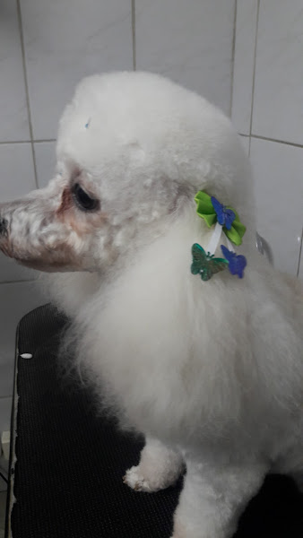 Foto 4 Centro Veterinário Arca de Noé 24 horas