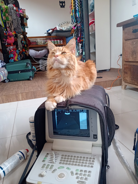 Clinica Veterinária Morada dos Animais