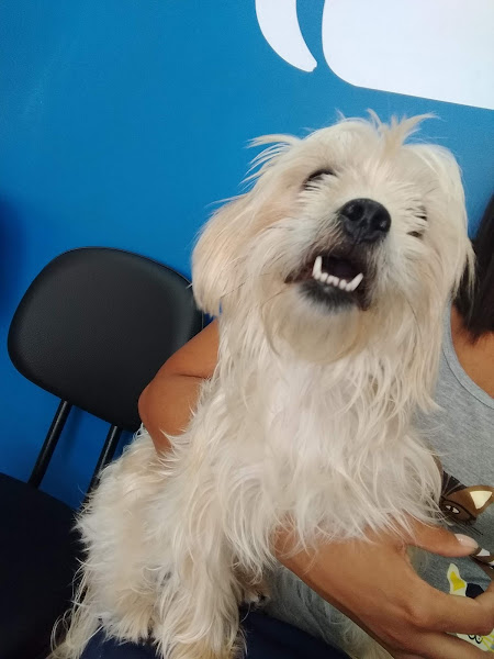 Foto 4 ARTE VET Foto 4 ARTE VET