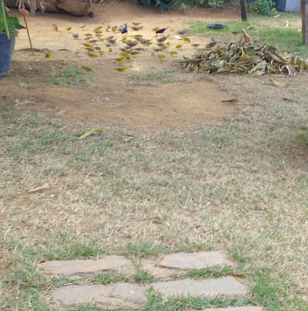 Foto 1 Praça Paladium